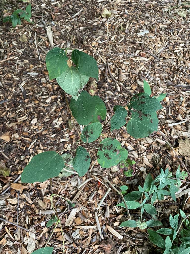 Plant name: Haas Halo Hydrangea Hydrangea arborescens 